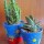 Trendy Interior Plants........Cacti!!!!