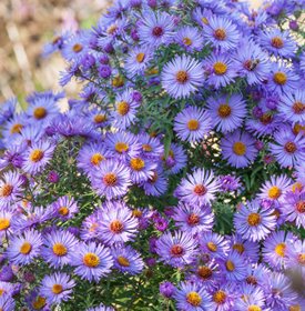 symphyotrichum-oblongifolium-october-skies-purple-blue-flower-garden-design_11949